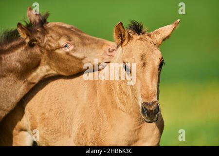 American Quarter Horse (Equus przewalskii F. caballus), lièvre et foal en contact physique, portrait, Allemagne Banque D'Images