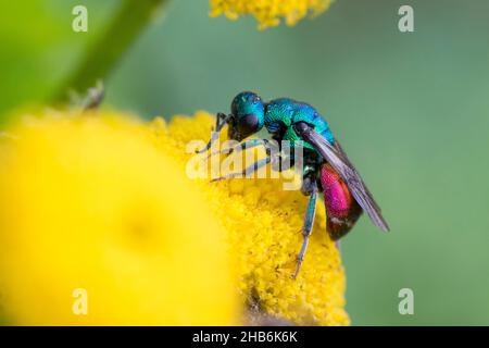 Guêpe d'or (Chrysis illigeri), visite la fleur de mugwort, Allemagne Banque D'Images