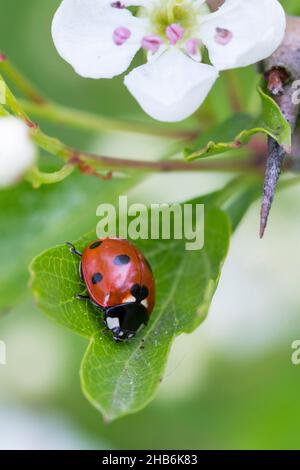 Coccinella sepptenunctata, ladybird à sept points, coccinella sepptenunctata à 7 points, se trouve sur une feuille, en Allemagne Banque D'Images