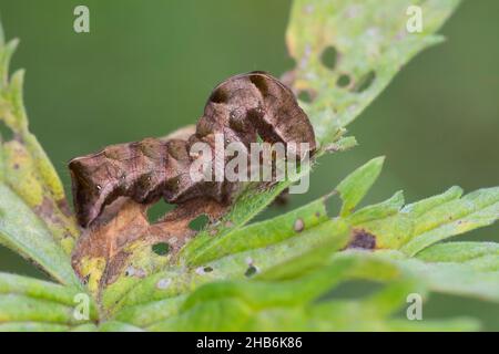 Papillon à pois (Melancha persicariae, Polia persicariae, Mamestra persicariae), chenille sur une feuille, Allemagne Banque D'Images