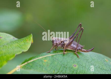 Le cricket foncé (Pholidoptera griseoaptera, Thamnotrizon cinereus), femelle assise sur une feuille, Allemagne Banque D'Images