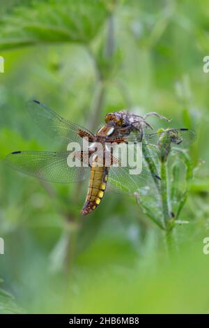 Chaser à corps large, Chaser à corps large, Chaser à corps large (Libellula depressa, Placetrum depressum), femme, Allemagne Banque D'Images