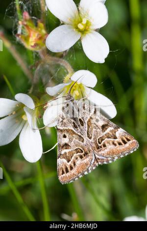 Mère Shipton, mère Shipton Moth (Euclidia mi, Callistege mi, Gonospileia mi), est assise sur une fleur de saxifrage, en Allemagne Banque D'Images