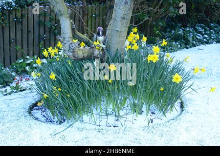 jonquilles de neige et de printemps (narcisuss) dans le jardin yorkshire royaume-uni Banque D'Images