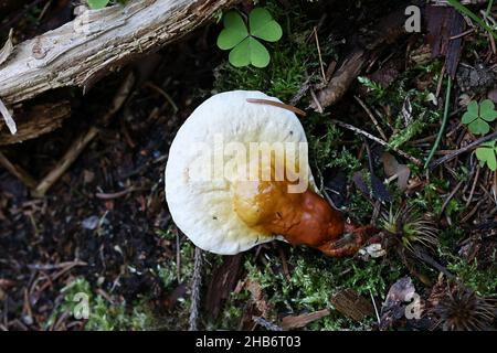 Ganoderma lucidum, communément appelé lingzhi ou reishi, champignon polypore sauvage de Finlande Banque D'Images