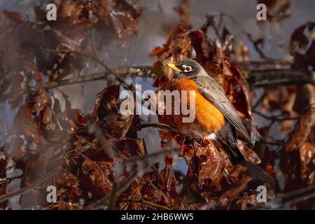 Robin des Bois d'Amérique se reposant dans la tempête de verglas, Turdus migratorius Banque D'Images