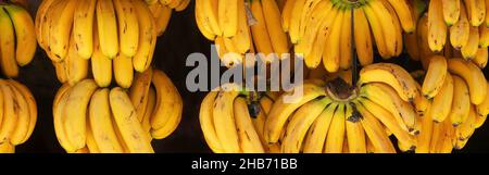 Une grande bannière photo de bananes mûres accrochées à des cordes dans de grandes grappes, sur un marché aux Philippines. Banque D'Images