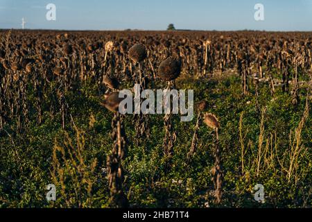 Vintage avec des tournesols dans le champ d'automne.Photo de haute qualité Banque D'Images