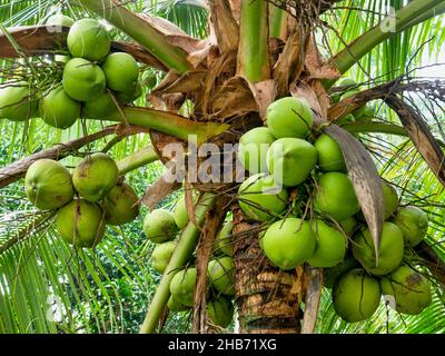 Vue rapprochée de noix de coco vertes mûres en grappes au sommet d'un palmier (Cocos nucifera) dans une plantation aux Philippines. Banque D'Images