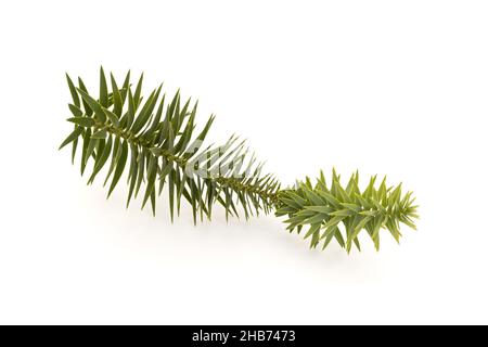 Branche de pin brésilien isolée sur fond blanc.Araucaria angustifolia Banque D'Images