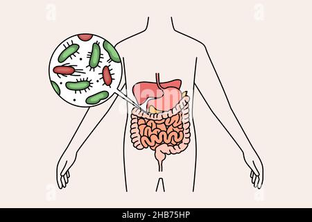 Système digestif et intestin concept.Corps humain avec bactéries vertes et rouges micro-organismes dans l'estomac et les intestins illustration vectorielle Illustration de Vecteur