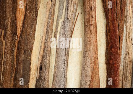 Écorce colorée d'un eucalyptus australien. Banque D'Images