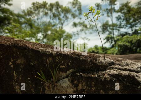 Une plante et un petit arbre poussent sur une pierre Banque D'Images