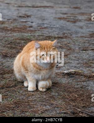 Un triste chat de gingembre est assis sur le sol recouvert d'aiguilles de pin, réserve de biosphère de Prioksko-terragny, Russie Banque D'Images