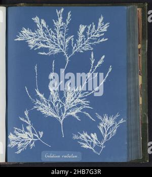 Gelidium rostratum, Anna Atkins, Royaume-Uni, c.1843 - c.1853, support photographique, cyanotype, hauteur 250 mm × largeur 200 mm Banque D'Images
