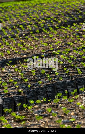 De jeunes plantes arabica de café dans une ferme rurale en Colombie, Arménie, Colombie, Amérique du Sud Banque D'Images