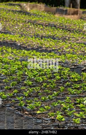 De jeunes plantes arabica de café dans une ferme rurale en Colombie, Arménie, Colombie, Amérique du Sud Banque D'Images