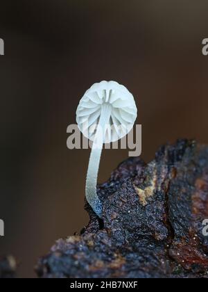 Mycena cyanorhiza, connue sous le nom de mycena à pieds bleus, champignon sauvage de Finlande Banque D'Images