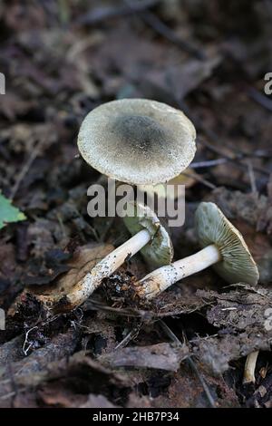 Lepiota grangei, connue sous le nom de Dapperling vert, champignon sauvage de Finlande Banque D'Images