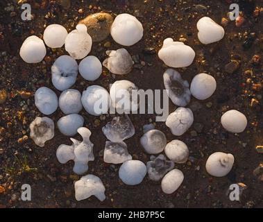 Pierres de grêle de la taille des balles de golf sur un sol après une tempête sévère Banque D'Images