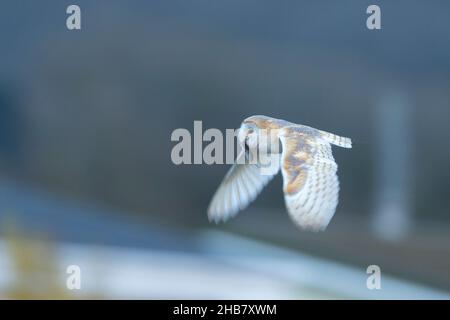 Hibou de la grange Tyto alba, mâle adulte portant une proie de sorex araneus, Weston-Super-Mare, Somerset, Royaume-Uni, mars Banque D'Images