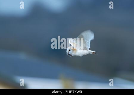 Hibou de la grange Tyto alba, mâle adulte portant une proie de sorex araneus, Weston-Super-Mare, Somerset, Royaume-Uni, mars Banque D'Images