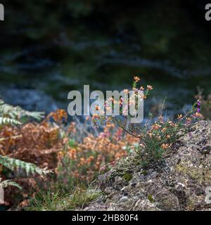 Bell Heather (Erica cinerea) fleurit en automne par la rivière Glaslyn Banque D'Images