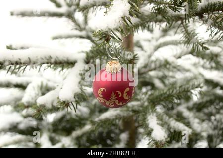 Décoration d'arbre de noël sur un sapin Nordmann recouvert de neige Banque D'Images