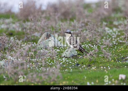 Grand Cuckoo tacheté Clamator glandarius, adulte migrant perché sur un rocher dans un pré, Embalse de Orellana, Badajoz, Espagne, février Banque D'Images