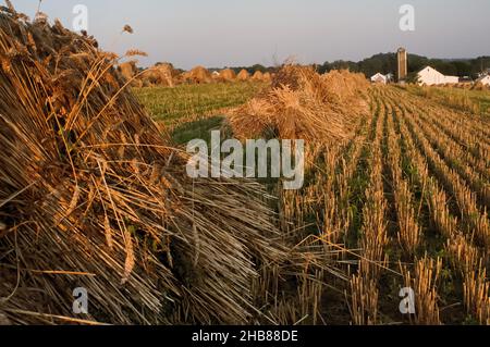 Vue à angle bas des petits pains de blé recueilli dans un champ, avec ferme Amish en arrière-plan Banque D'Images