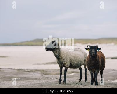 Brebis et agneau le mouton Shetland se reproduit dans le paysage écossais de la côte ouest des Highlands, en Écosse, au Royaume-Uni Banque D'Images