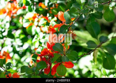 Chanémnomeles superba chinois, rouge vif et rose, les fleurs de coing fleurissent au printemps dans le jardin avec des feuilles vertes. Banque D'Images