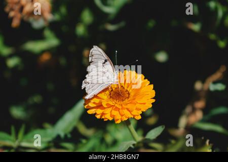 Gros plan du papillon de chou sur le marigold de pot.Pieris brassicae. Banque D'Images