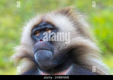 Gros plan d'un babouin de Gelada , Theropithecus gelada, Banque D'Images