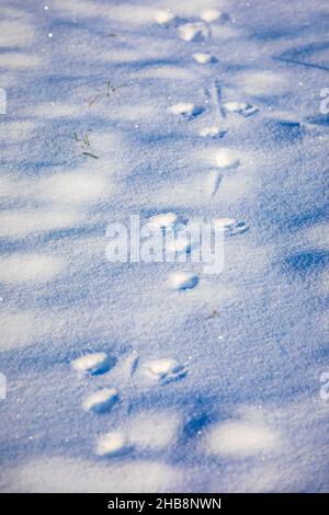 Empreintes d'animaux dans la neige, froid hiver de chasse concept. Banque D'Images