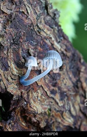 Mycena cyanorhiza, connue sous le nom de mycena à pieds bleus, champignon sauvage de Finlande Banque D'Images