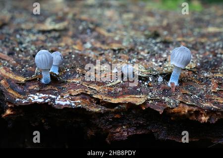 Mycena cyanorhiza, connue sous le nom de mycena à pieds bleus, champignon sauvage de Finlande Banque D'Images