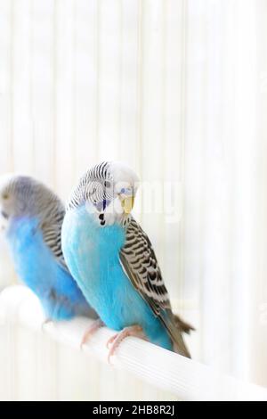 Les Budgerigars sont bleus.Deux perroquets dans une cage.Un animal de compagnie.Perroquet.Melopsittacus undulatus. Banque D'Images