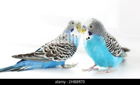 Les Budgerigars sont bleus.Deux perroquets sur fond blanc.Un animal de compagnie.Perroquet.Melopsittacus undulatus. Banque D'Images