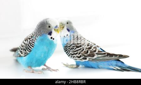 Les Budgerigars sont bleus.Deux perroquets sur fond blanc.Un animal de compagnie.Perroquet.Melopsittacus undulatus. Banque D'Images