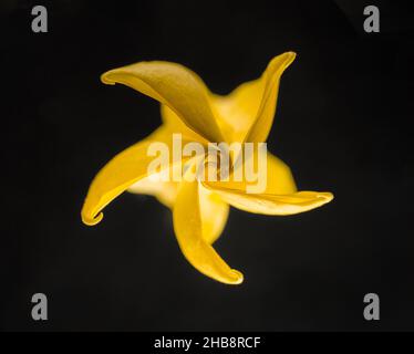 Studio photo de fleur sur fond noir.Photo macro. Banque D'Images