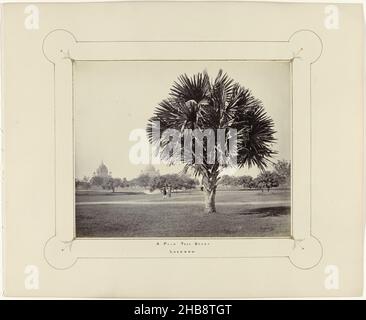 Palmier à Lucknow, Une étude d'arbre de palmier, Lucknow (titre sur objet), Samuel Bourne (signé par l'artiste), Lucknow, 1864 - 1866, papier, impression d'albumine,hauteur 234 mm × largeur 288 mm hauteur 393 mm × largeur 480 mm Banque D'Images