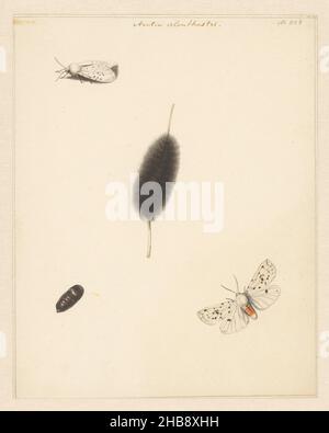 Feuille d'étude avec chenille, cocon et papillon avec ailes de propagation d'Aretia Menthastri, dessinateur: Albertus Steenbergen, 1848, papier, crayon,brosse, hauteur 198 mm × largeur 158 mm Banque D'Images