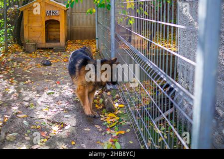 Automne ensoleillé, chaud et coloré dans le manoir du berger allemand AJAX Banque D'Images