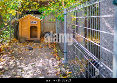 Automne ensoleillé, chaud et coloré dans le manoir du berger allemand AJAX Banque D'Images