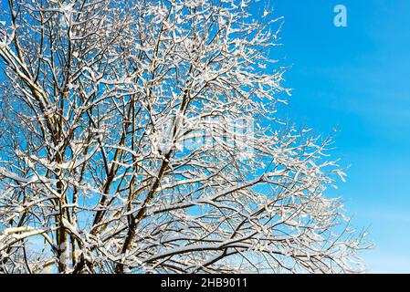 vue sur la neige blanche et les arbres couverts de givre sur le magnifique ciel bleu d'hiver. Banque D'Images