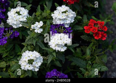 Fleurs de verveine colorées mélangées dans un jardin d'été ensoleillé, blanc, rouge et bleu, vue de dessus d'un magnifique fond floral extérieur Banque D'Images