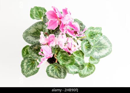 Gros plan de fleurs Cyclamen rose vif en pleine fleur dans un pot de jardin près d'un mur blanc dans une journée ensoleillée d'été, beau fond floral extérieur pho Banque D'Images