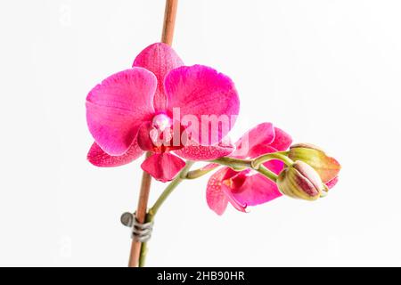 Gros plan fleurs d'orchidées Phalaenopsis rose vif en pleine fleur dans un pot de jardin près d'un mur blanc dans une journée ensoleillée d'été, magnifique arrière-plan floral extérieur Banque D'Images