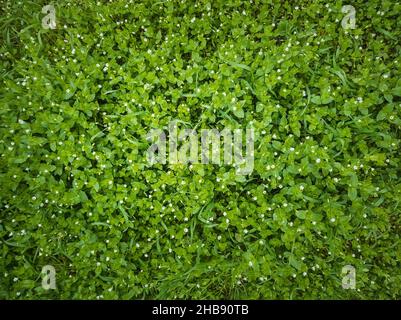 Gros plan sur la texture de l'herbe verte sauvage avec de petites fleurs blanches en fleurs.Écologisation des plantes sur un pittoresque pré d'été.Herbes et végétation différentes, natu Banque D'Images